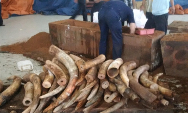 6 vụ nhập lậu ngà voi qua cảng Cát Lái được phát hiện chỉ trong 2 tháng
